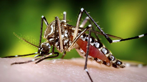 mosquito-treatment